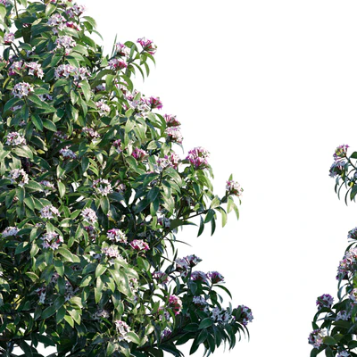 Daphne Odora | Marginata — Ver 2