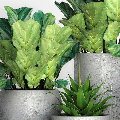 The collection of plants in pots 18. ficus lyre, flower, pot, flowerpot, concrete, bush, agave, interior, decorative, lyrata — Ver 3
