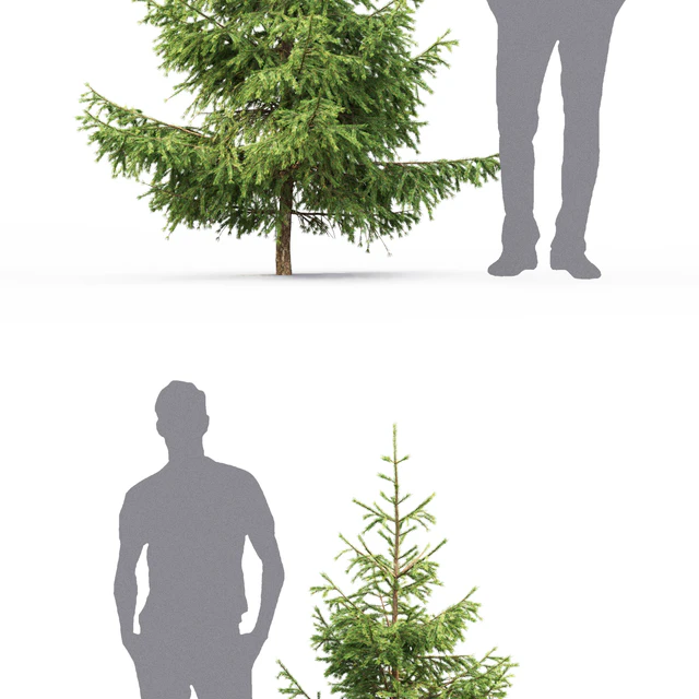 Spruce — Descargar