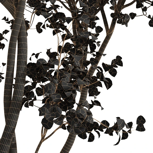 Real Tree Acer Saccharinum Summer-Fall — Скачать