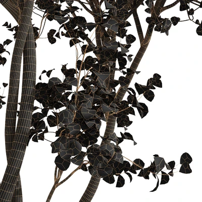 Real Tree Acer Saccharinum Summer-Fall — Вид 5
