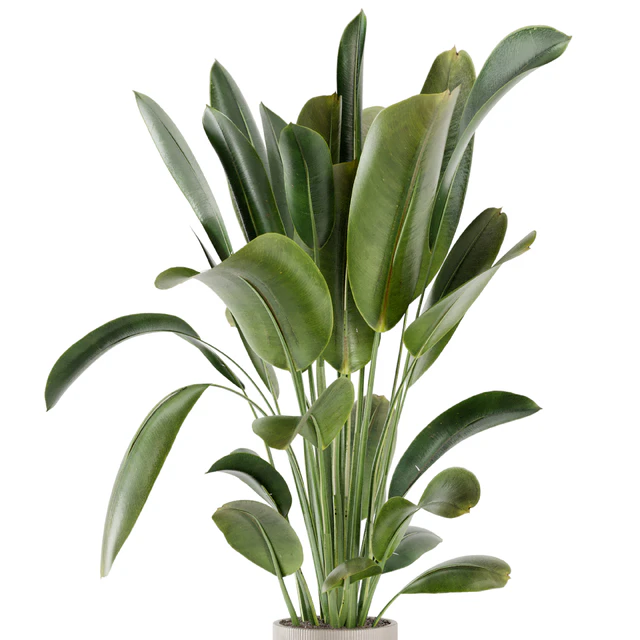 Indoor Plants in Ferm Living Bau Pot Large - Set 378 — Descargar