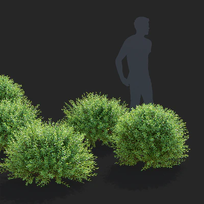 Спирея серая стриженные кусты | Spiraea cinerea grefsheim — Вид 5