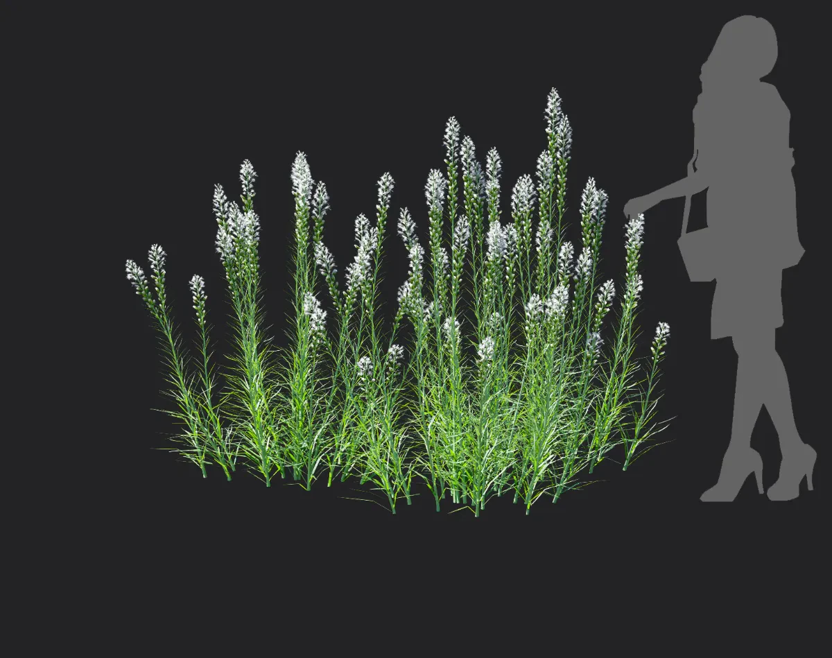 liatris spicata 005 — Скачать