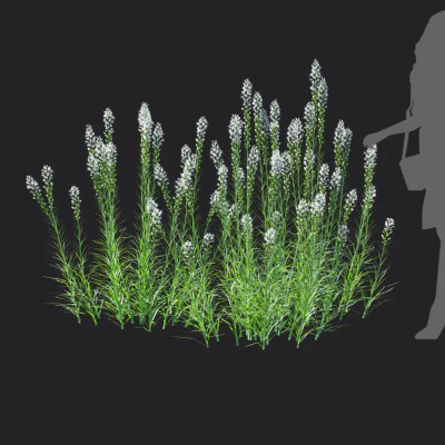 liatris spicata 005 — download