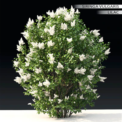 Lilac flowering #3 — Ver 1