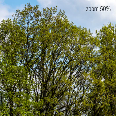 Panorama with Trees v2. 50k — Ver 3