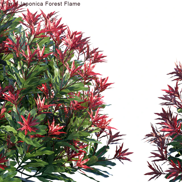 Pieris Japonica Forest Flame — Скачать