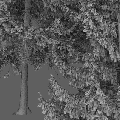 Spruce — Вид 3