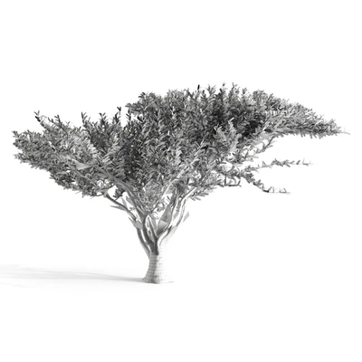 Acacia tortilis — Ver 2