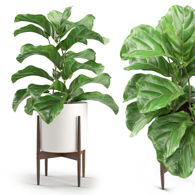 Plant 012 - Ficus Lyrata — Descargar