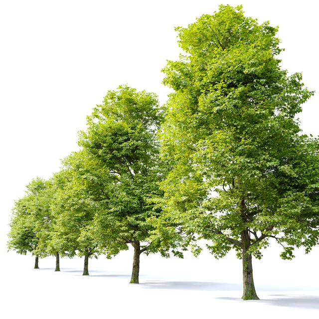 Acer campestre — Скачать