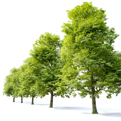 Acer campestre — Вид 5