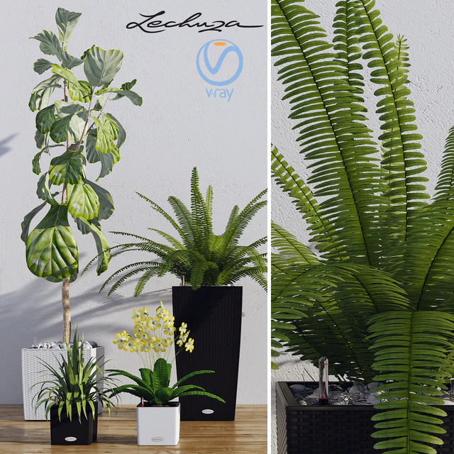 Smart pot Lechuza Cube, Cubico. Ficus lyrata. Palma Yucca. Fern — Descargar