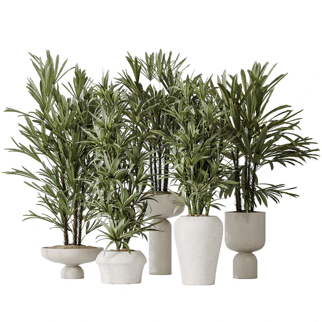 Dracaena Warneckii Lemon and Rhapis Excelsa vases — Скачать