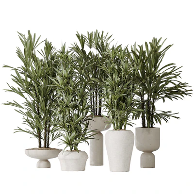 Dracaena Warneckii Lemon and Rhapis Excelsa vases — Вид 1