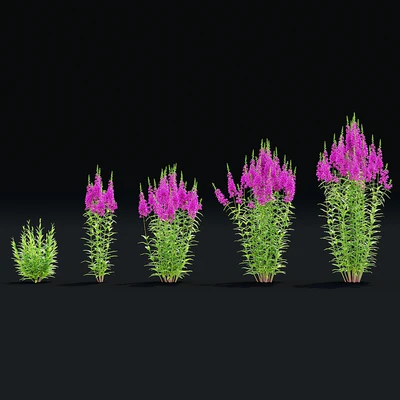 Lythrum salicaria flowers | Lythrum salicaria 2 — Ver 5