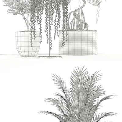 Plants collection 124 — Вид 3