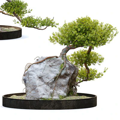 Bonsai plant 04 — Вид 4