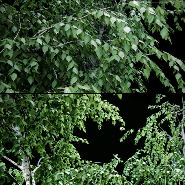 Birch / summer / fall / winter — Descargar