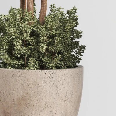 Indoor Plant Set 01 — Вид 3