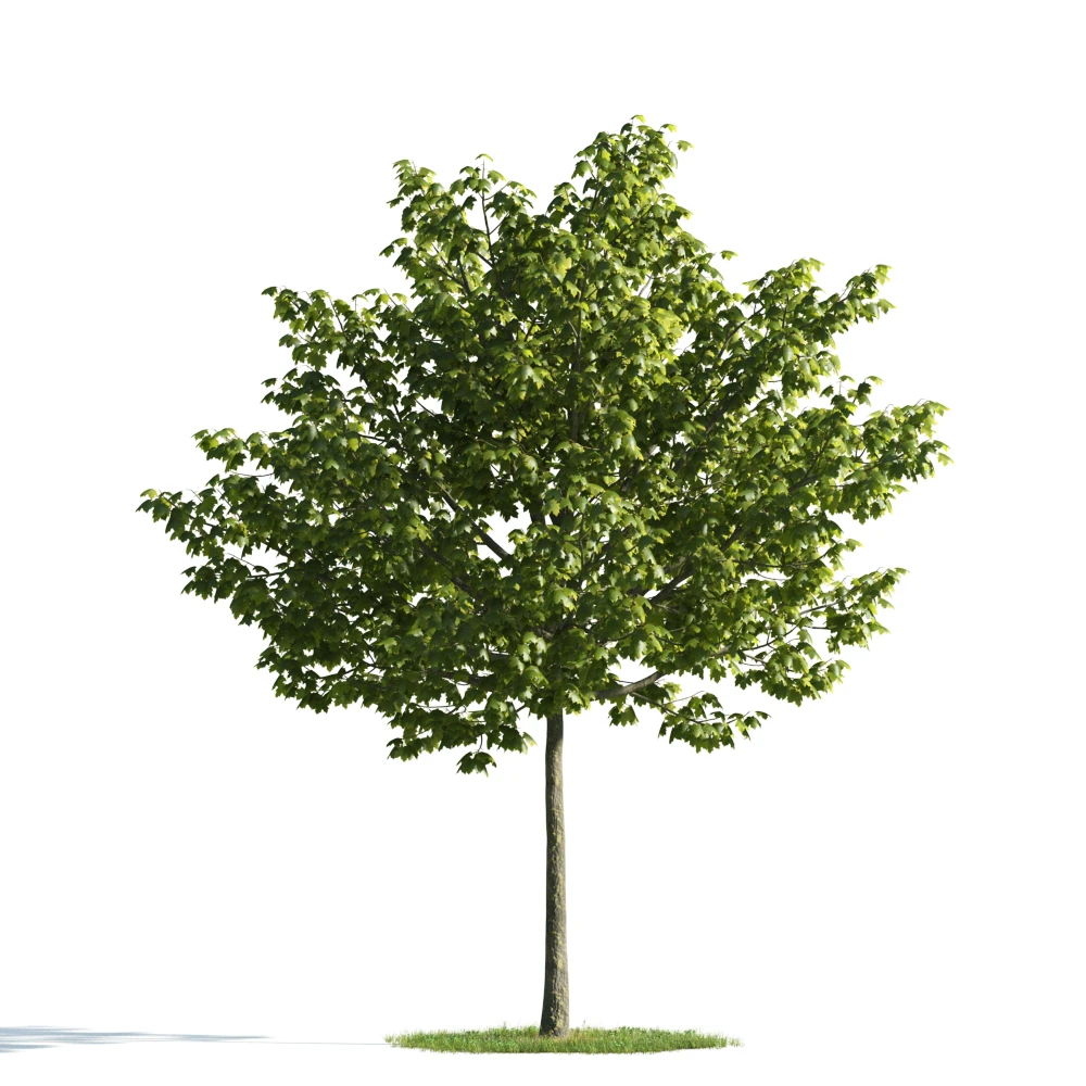 trees 016 — Скачать