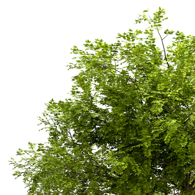 Set of Robinia Pseudoacacia Trees (Black Locust) (2 Trees) — Descargar