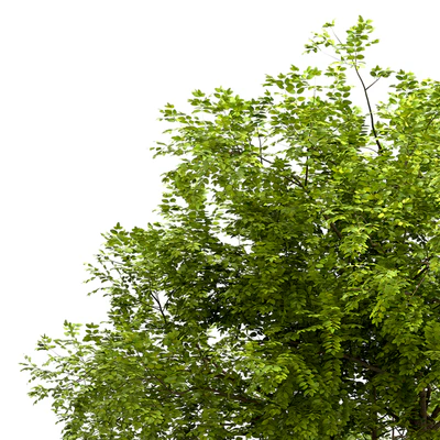 Set of Robinia Pseudoacacia Trees (Black Locust) (2 Trees) — Ver 3