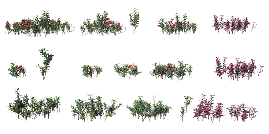 lingonberry 001 — Скачать