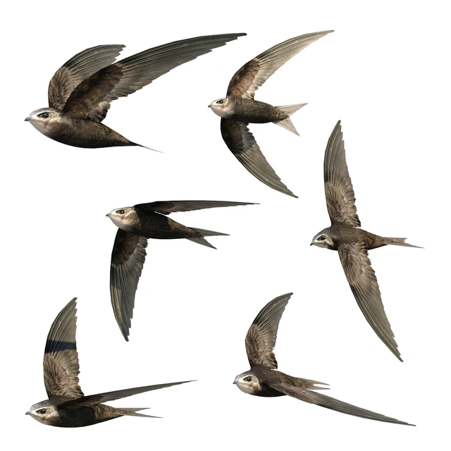 Common swift — Descargar