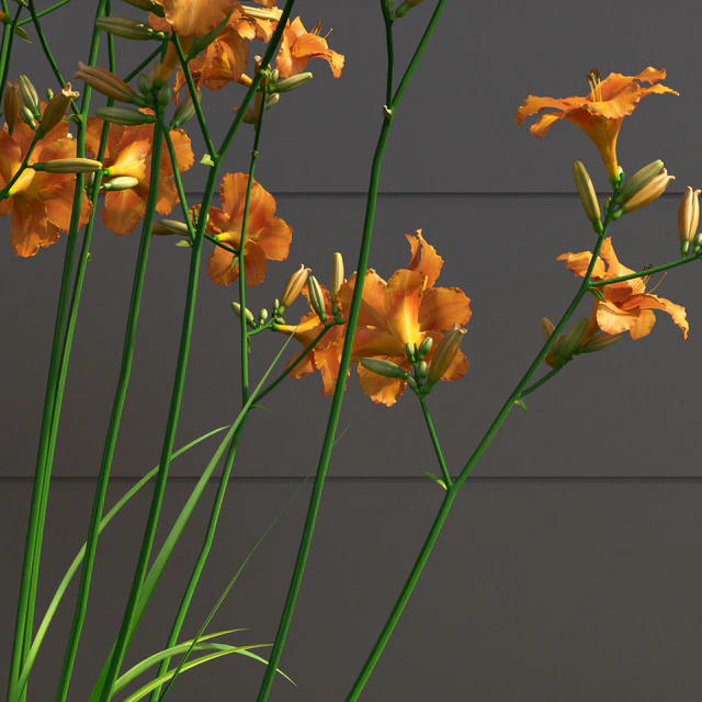 Liljernik yellow / Hemerocallis lilioasphodelus (CORONA version) — Descargar