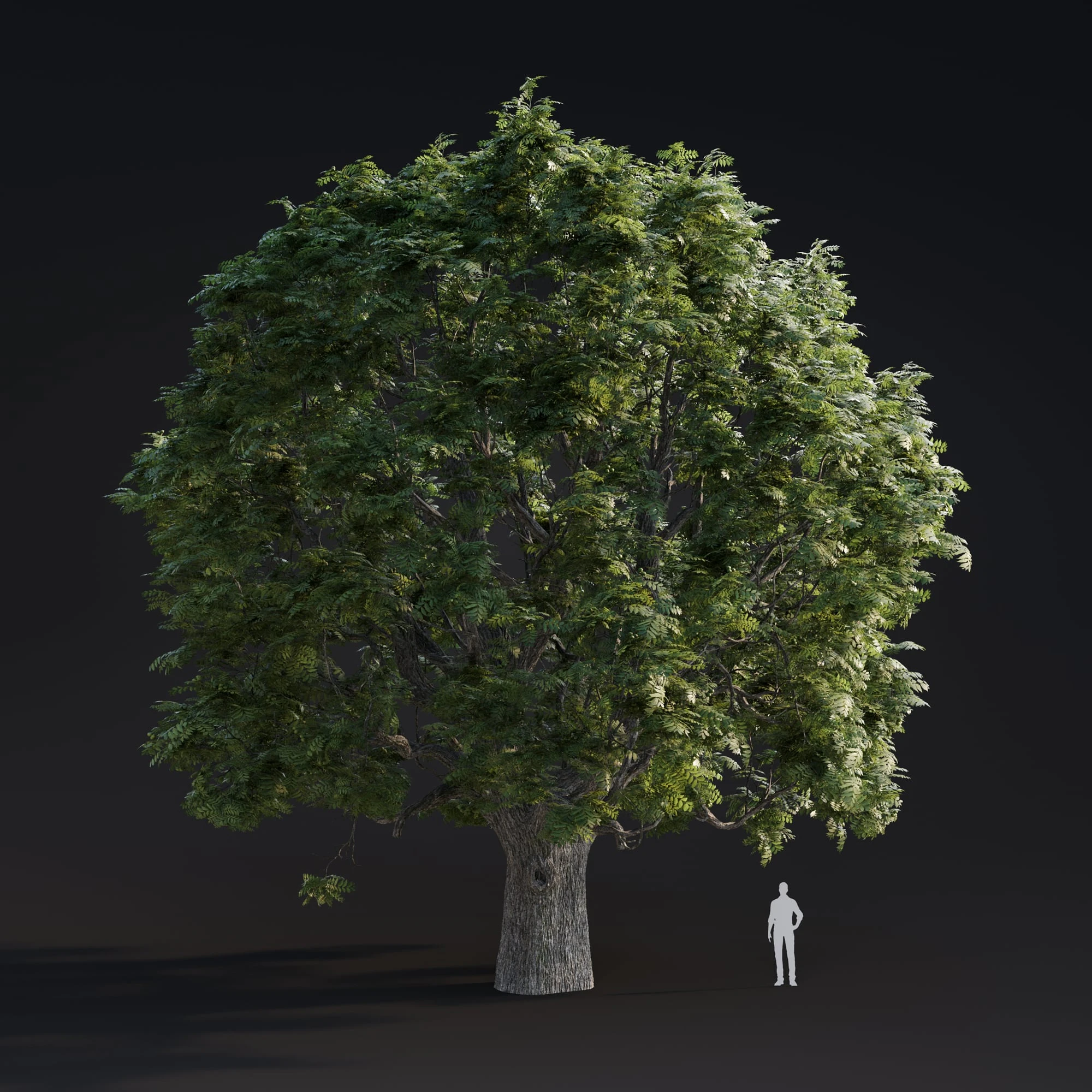 009 juglans major — Descargar