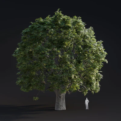 009 juglans major — Descargar