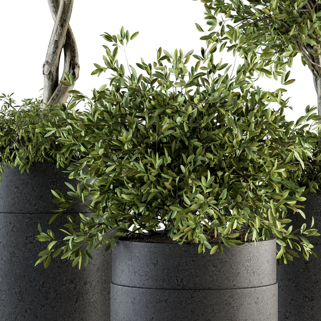 indoor Plant Set 193 - Tree in pot — Скачать