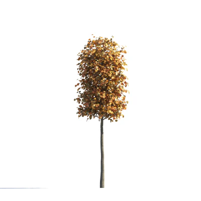 022 autumn — Descargar
