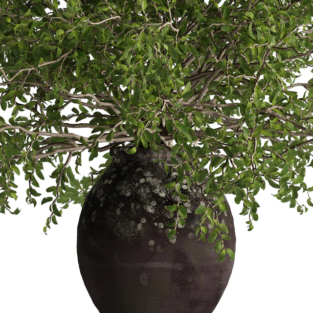 indoor potted plant set — Скачать