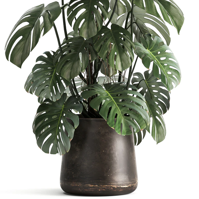 An exotic plant in a rusty metal pot with a Monstera bush. 1001. — Descargar