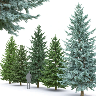 Spruce — Ver 2