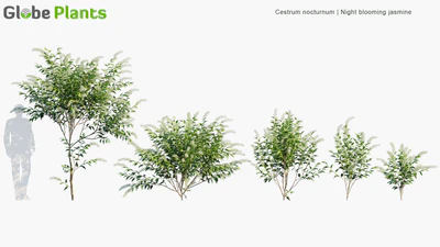 cestrum nocturnum — download
