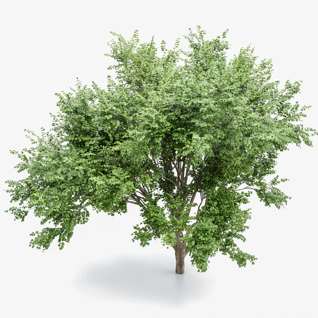 European Beech 2 Trees — Descargar