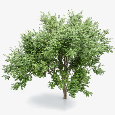 European Beech 2 Trees — Ver 4