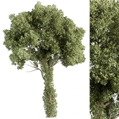 Elm Tree - Tree Set 230 — Вид 1