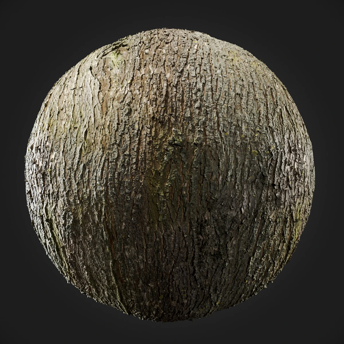 trees and barks 042 — Descargar