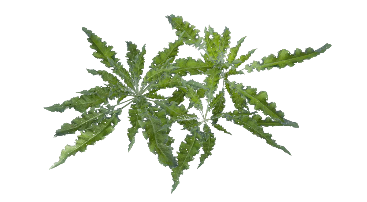 leafy weeds 002 — Descargar