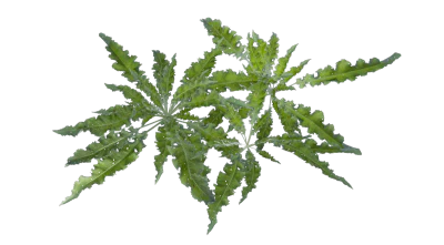 leafy weeds 002 — download