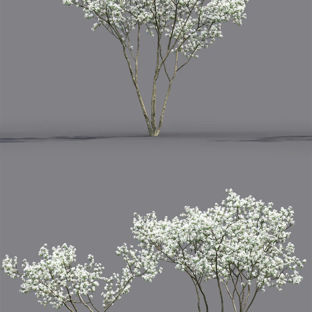 Amelanchier — Descargar