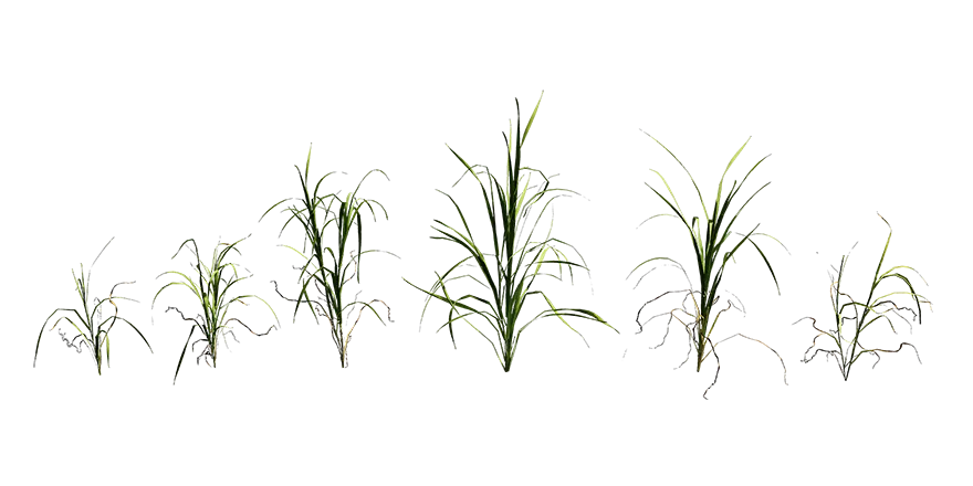 velvet grass 001 — Descargar