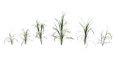 velvet grass 001 — Descargar