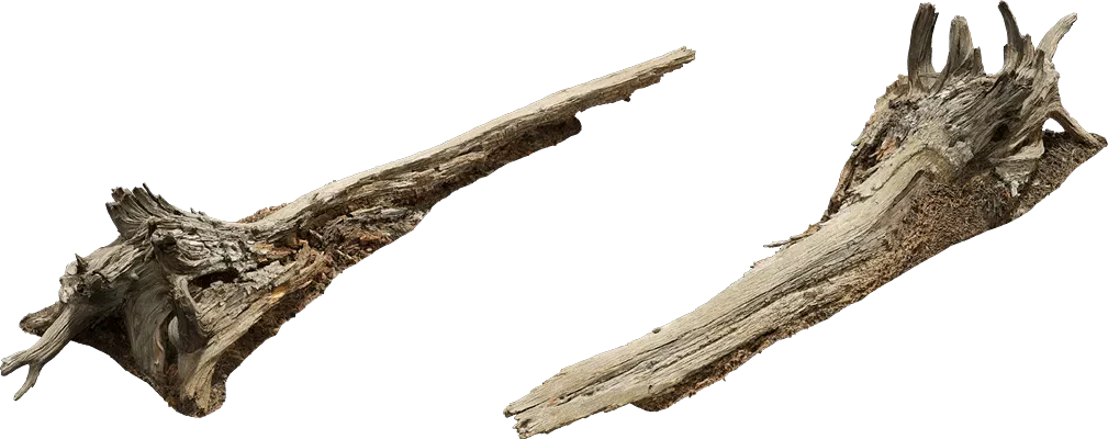 old fallen tree 001 — Descargar