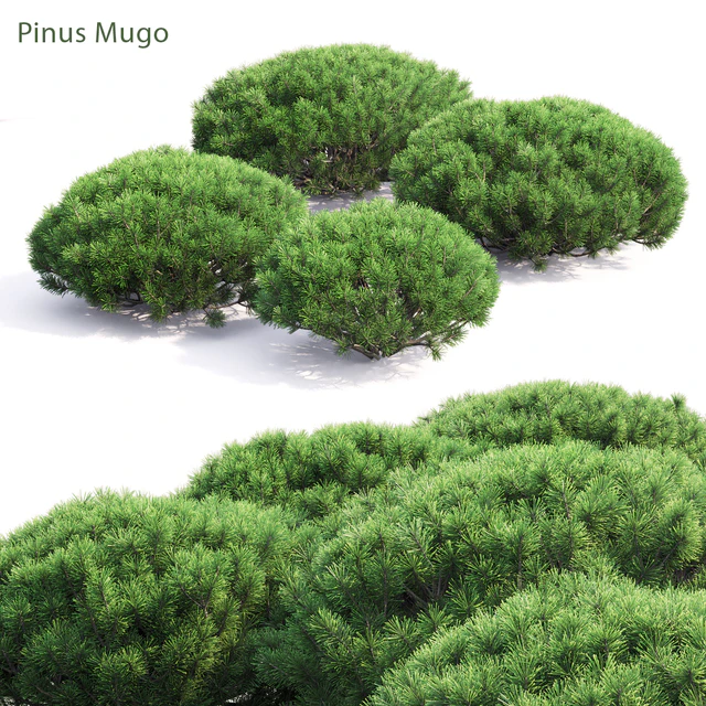Pinus Mugo — Скачать